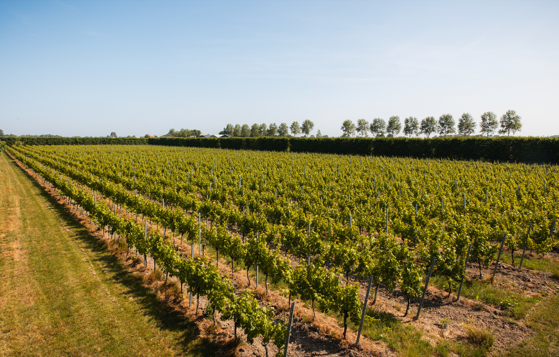 Wat je dit jaar écht gaat drinken - Wijntrends 2026